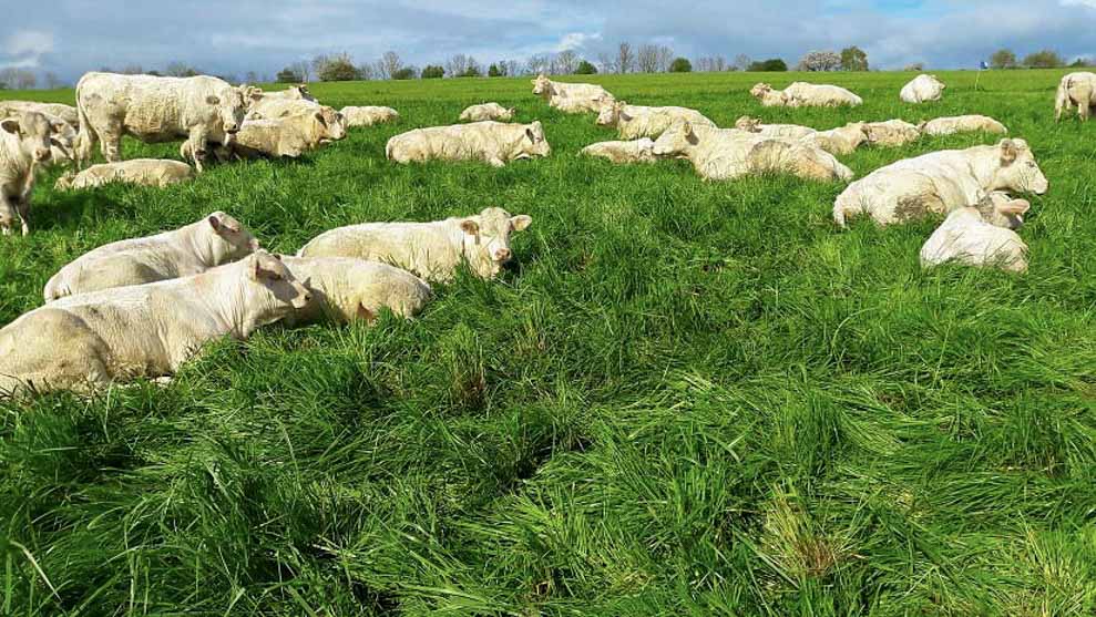 Respect des paturages dans la production de viande